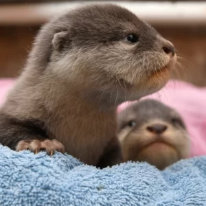 pet otter for sale