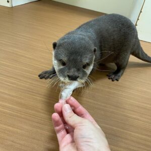 Otter For Sale