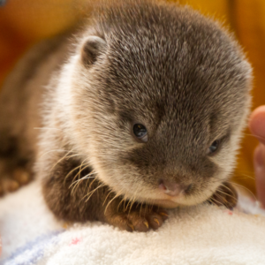 Pet Otter For Sale