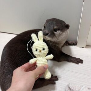 small asian clawed otter