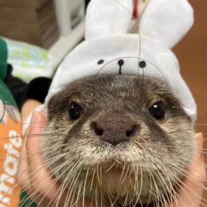 Small Asian Clawed Otter