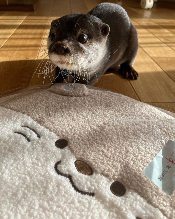 Asian Clawed Otter