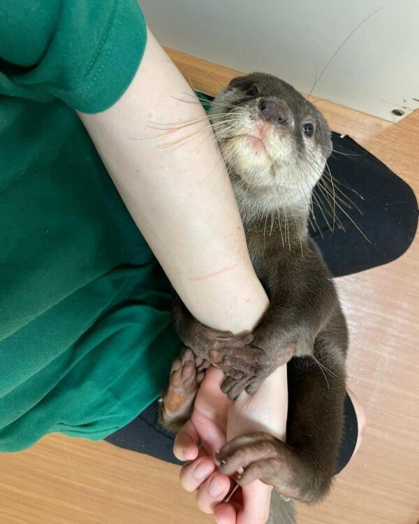asian clawed otter