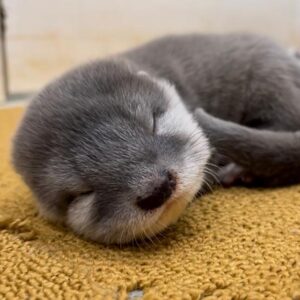 asian small clawed otter for sale