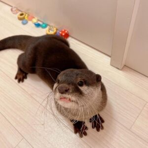 Asian Small Clawed Otter Pet