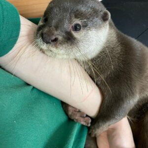 asian clawed otter