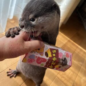 baby asian small clawed otter