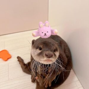 asian small clawed otter pet