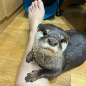 Asian Small Clawed Otter As Pet