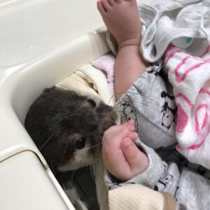 Otter for sale near me