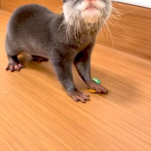 Pet Otter for sale