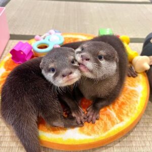 Male and female otter for sale