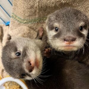 male and female otter for sale